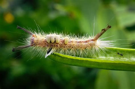 Fuzzy caterpillars that leave painful, stinging rashes appear in Florida