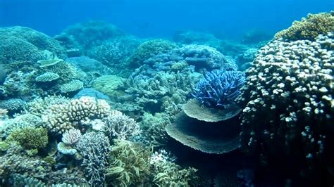 Best Snorkeling Australia Great Barrier Reef - YouTube