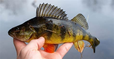 10 Yellow Perch Facts | Superior Country