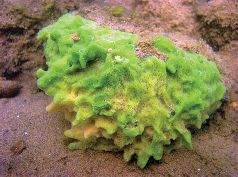 Sponge | Definition, Features, Reproduction, & Facts | Britannica