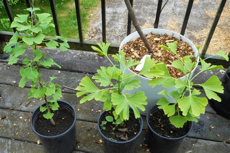 Daniel's Pacific NW Garden: Effect of trimming tree seedling roots ...