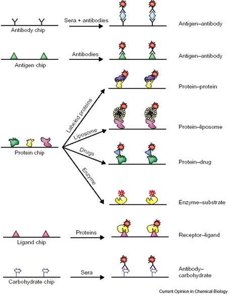 Protein Array Analysis - Department of Statistics - Purdue University