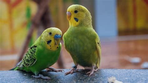 The Ultimate Guide on How to Take Care of a Parakeet | BirdSupplies.com