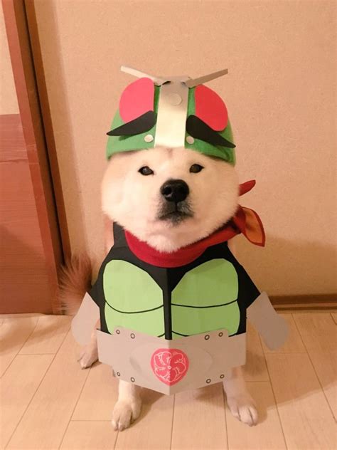 Shiba Inu Halloween Costume - Asia Trend