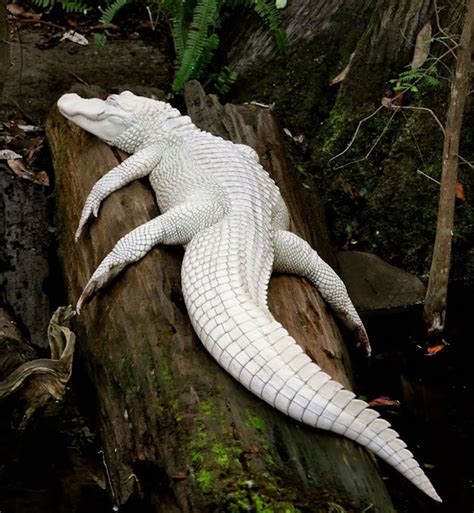 TYWKIWDBI ("Tai-Wiki-Widbee"): Albino alligator