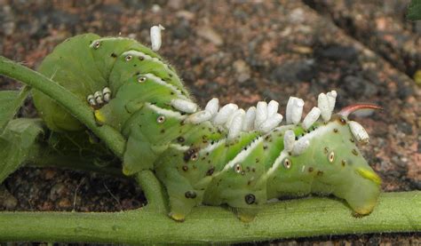 Hermit Musings: Parasitized Tomato Hornworm