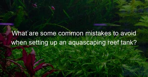 What are some common mistakes to avoid when setting up an aquascaping ...