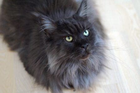 Black Maine Coon: Do Solid Black Maine Coon Cats Exist?