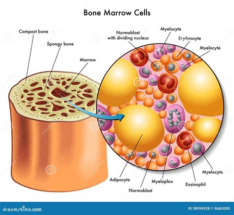 Bone Marrow Top View Royalty-Free Stock Photo | CartoonDealer.com #84219357