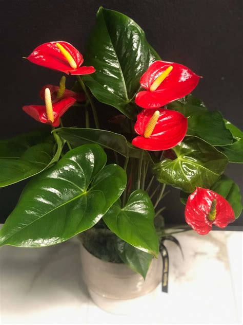 Blooming Anthurium Plant in Austin, TX | Magpie Blossom Boutique