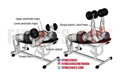 How To Do Incline Reverse-Grip Dumbbell Bench Press (Chest) – Fitness Volt