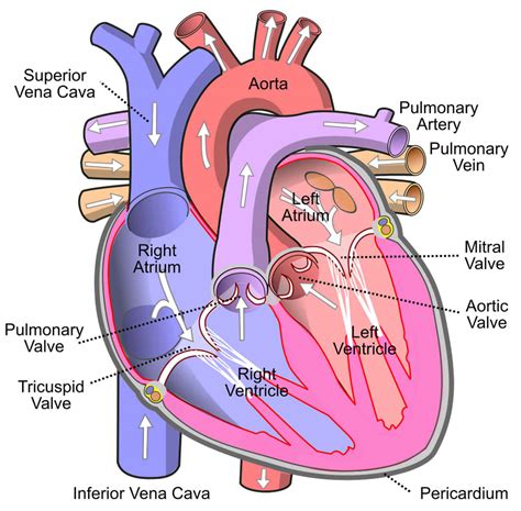 Superior vena cava anatomy, function & superior vena cava syndrome