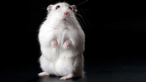 These obese mice can move. They just don't.