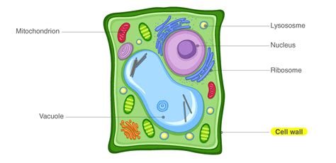 Cell Wall - Components | Function of Cell Wall | Plant Cell Wall