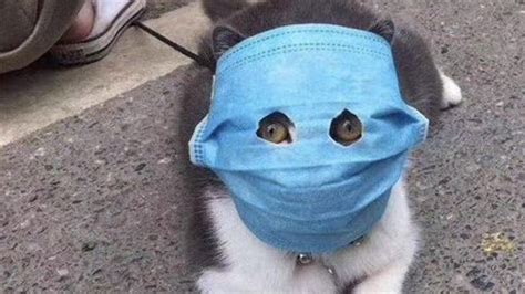 Worried cat owners are making felines wear masks for coronavirus ...