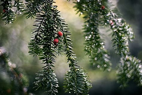 HD wallpaper: wet, rain, berries, nature, tree, plant, branch, pine ...