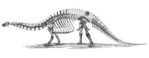 File:Brontosaurus skeleton 1880s.jpg - Wikipedia