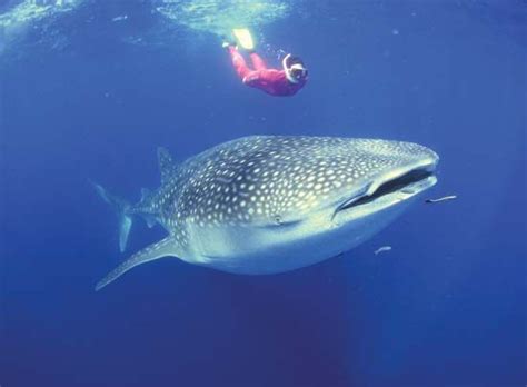 Whale shark | Size, Diet, & Facts | Britannica