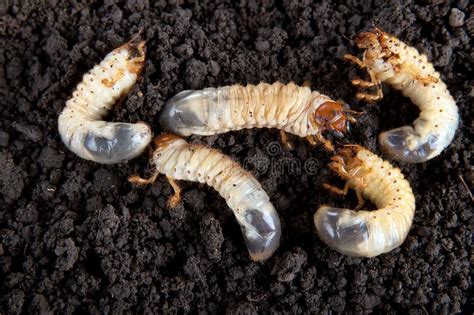 May-bug Larvae in the Soil Background. Stock Photo - Image of larva ...