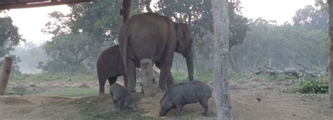 Chitwan Wildlife Safari