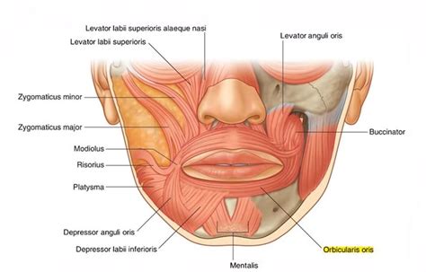 Upper Lip Wrinkles Causes and the Best Treatments - VCI