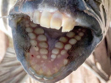 The Sheepshead Fish Teeth