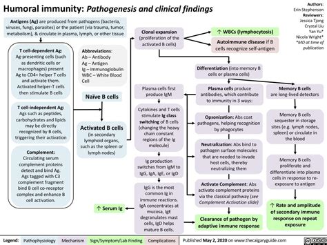 Humoral immunity | Calgary Guide