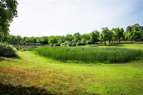 Premium Photo | Green grass on a golf field