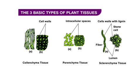 What is the function of ground tissue?