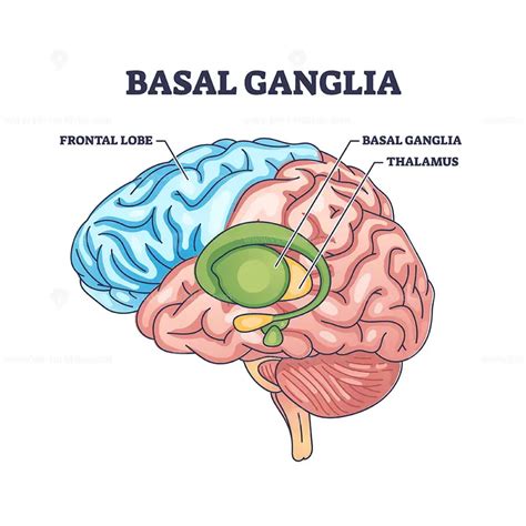 Basal ganglia or nuclei location and human brain structure outline ...