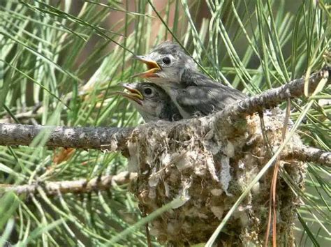 Baby Bird Identification » GreenLife