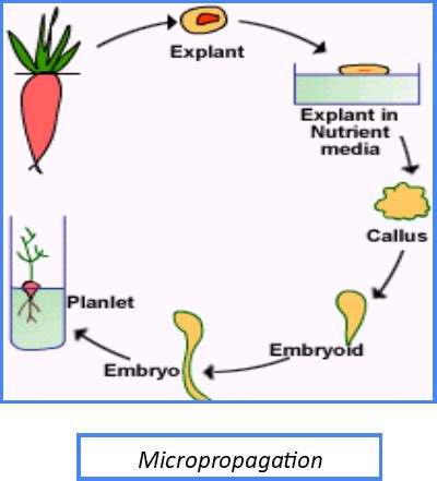 What Is Asexual Reproduction in Plants? Modes, Examples, Diagrams