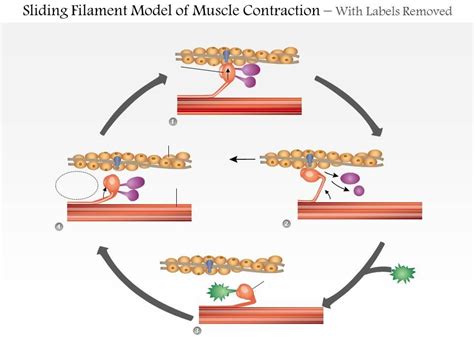 0614 Sliding Filament Model Of Muscle Contraction Medical Images For ...