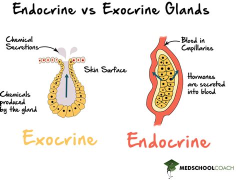 Endocrine vs Exocrine Glands – MCAT Biology | MedSchoolCoach