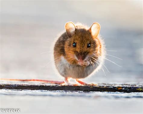 Wood Mouse - Facts, Diet, Habitat & Pictures on Animalia.bio