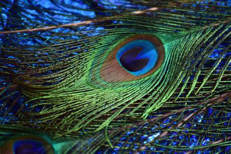 Peacock Feathers 11 Free Stock Photo - Public Domain Pictures