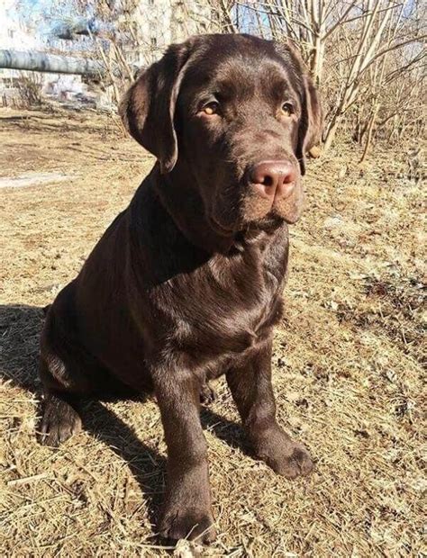 100 Male Chocolate Lab Names | Chocolate lab puppies, Best dog names ...