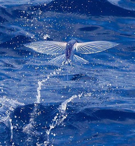 Flying fish – unusual fish | DinoAnimals.com