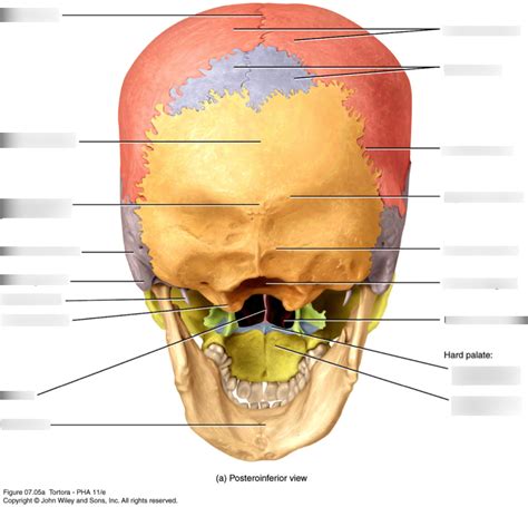 9.6 Posterior View of Skull Diagram | Quizlet