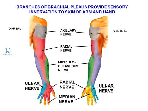 Median Nerve Distribution Median Nerve Nerve Anatomy Nerve | Images and ...