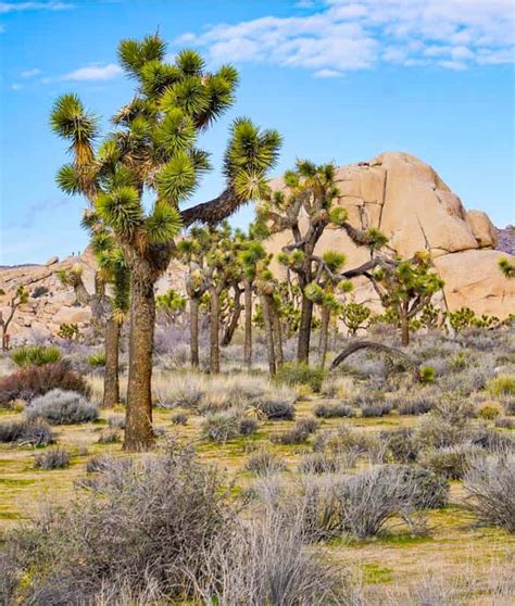 Joshua Tree National Park