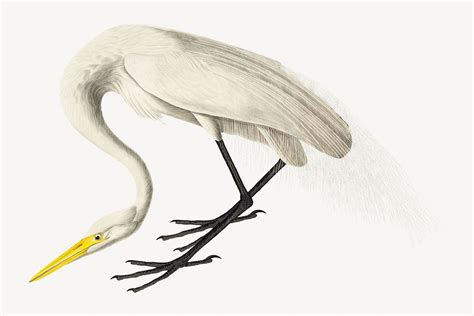 White heron bird, vintage animal | Premium Photo Illustration - rawpixel