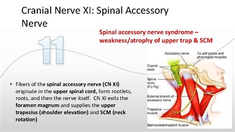 1 12 Cranial Nerve Anatomy Dr Peterson Cranial