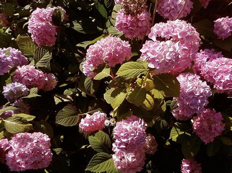 Free picture: pink, hydrangea, flowers