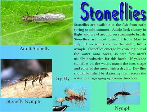 "Insects for Beginners - 101, Part 3 - Stoneflies FAOL"