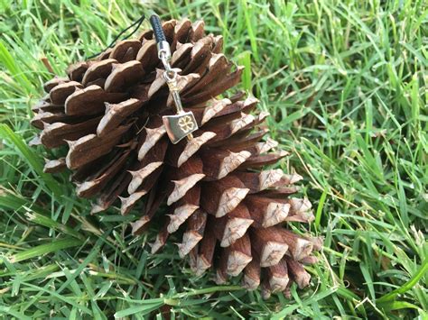 AP BIOLOGY BLOG : 14. Gymnosperm Cone