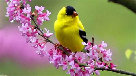 Free Spring Bird Wallpaper - WallpaperSafari