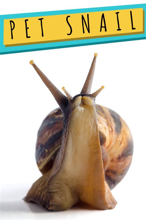 Pet Snail - Are Snails Easy And Interesting Pets To Keep?