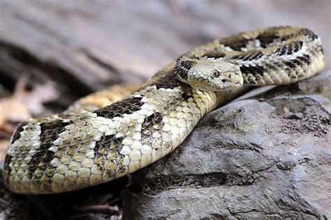 Timber Rattlesnake | The Maryland Zoo