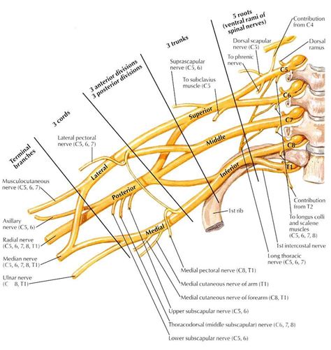 Ulnar nerve - Anatomy - Orthobullets